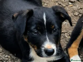 Border Collie dogs Border collie - Advert 2