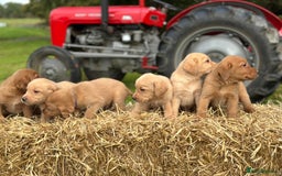 Labrador Retriever dogs for sale: Labrador retriever puppies for sale  - Image 4