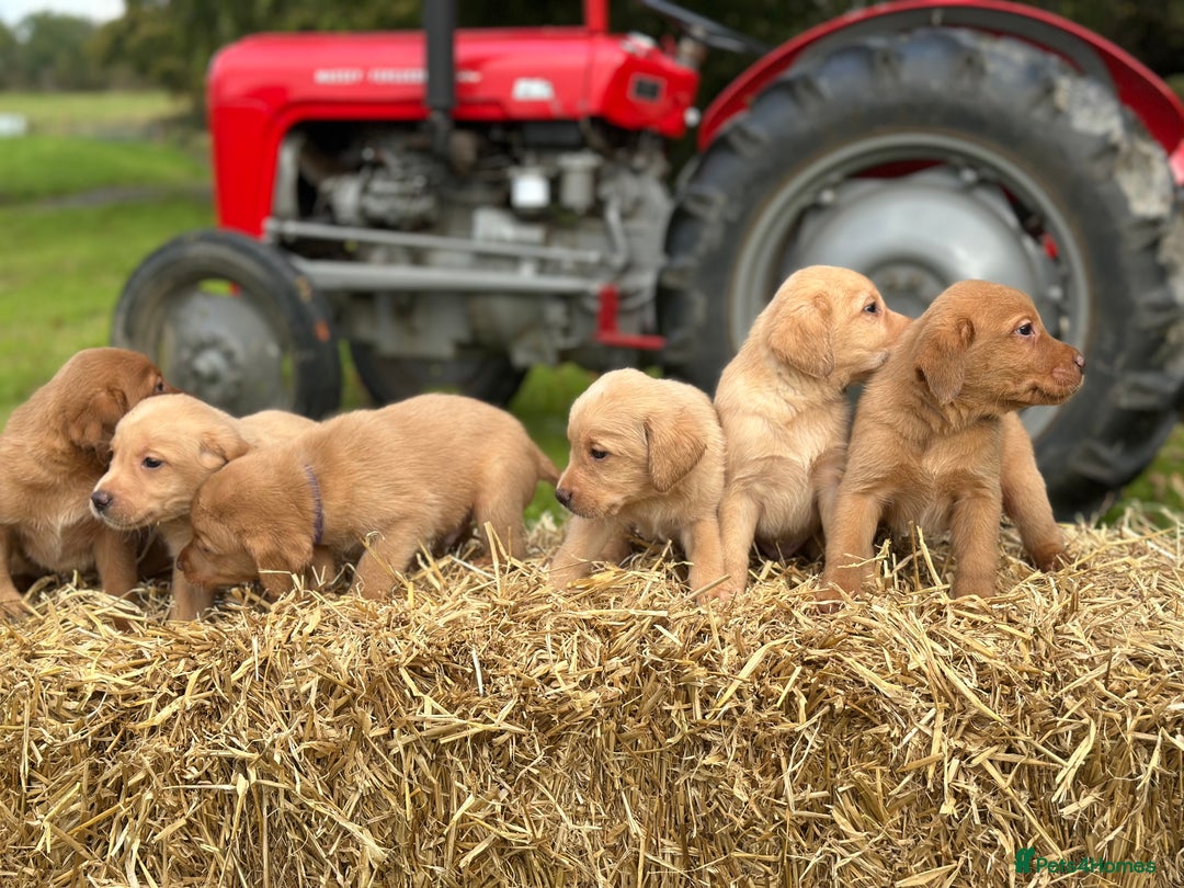 Labrador Retriever dogs for sale: Labrador retriever puppies for sale  - Image 4