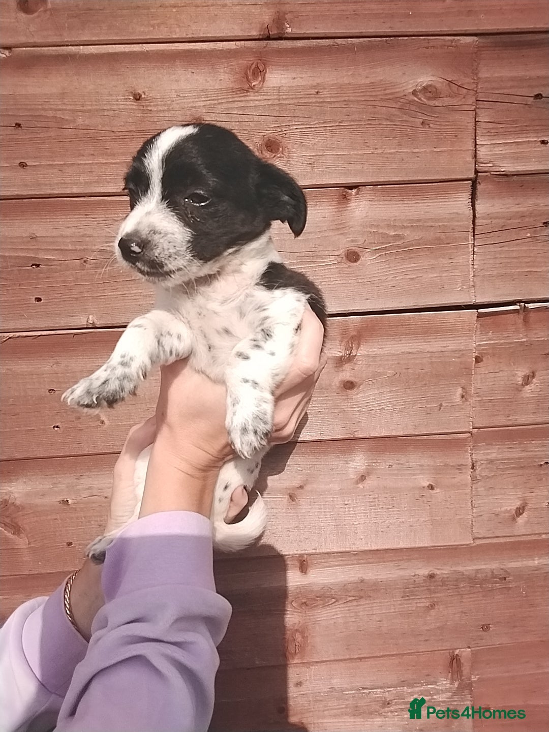 Mixed Breed dogs for sale: Puppies  - Image 8