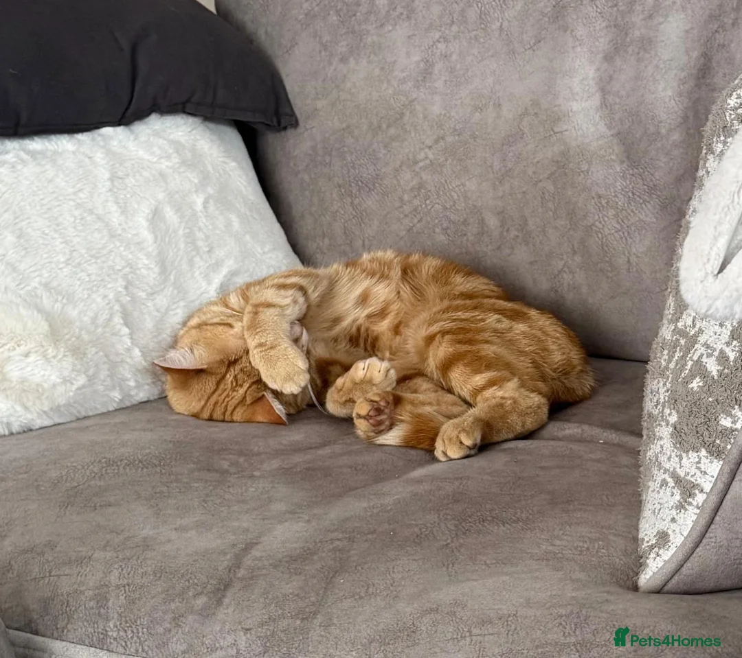 Mixed Breed cats for sale: Lovely Male Ginger Cat - Advert 2