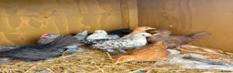 Chickens poultry for sale: Sablepoot Hatching Eggs Mixed Colours - Advert 4