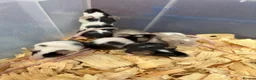 Mouse rodents for sale: Fancy mice for sale  - Advert 7