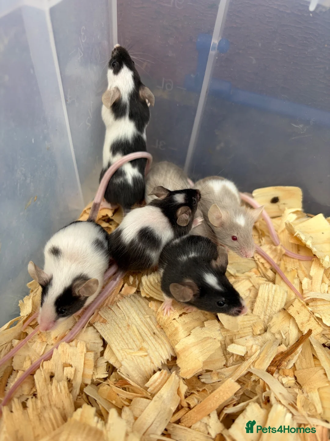 Mouse rodents for sale: Fancy mice for sale  - Advert 7