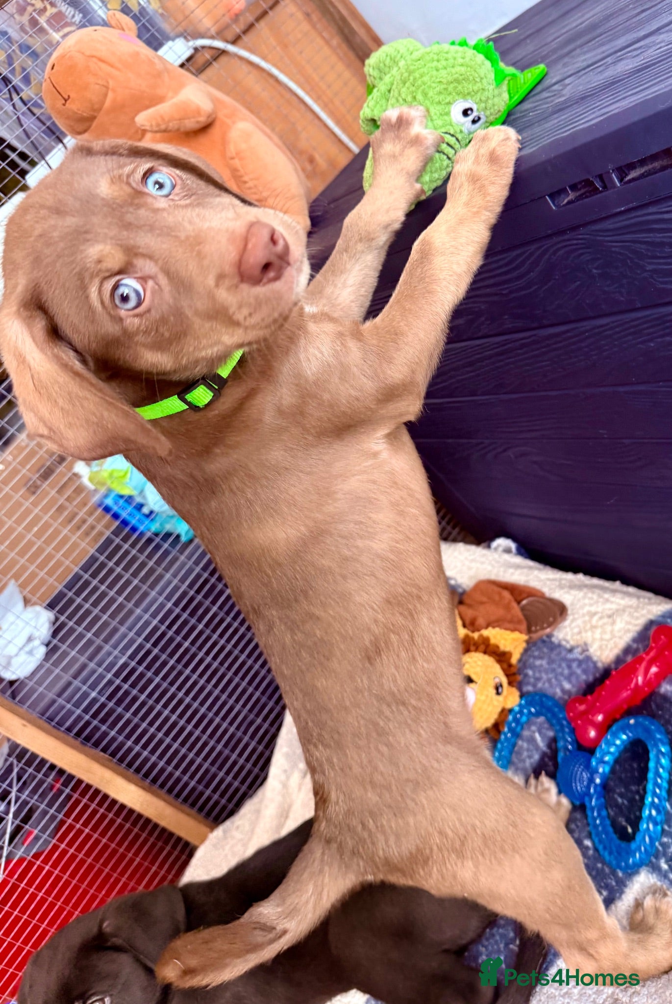 Mixed Breed dogs Gorgeous Siberian Shepsky x Weimaraner Puppies  - Advert 2