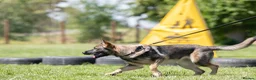 German Shepherd dogs for sale: Working line KC GSD pups  - Advert 13