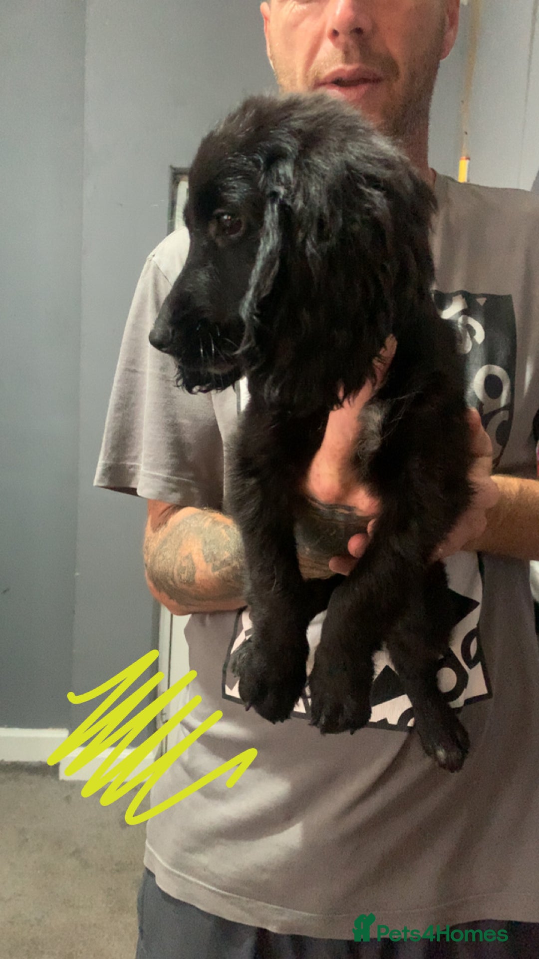 Cocker Spaniel dogs for sale: 3 cocker spaniel girls - Image 3