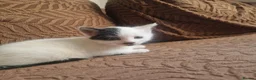 Mixed Breed cats for sale: Beautiful kittens READY TODAY  - Advert 4