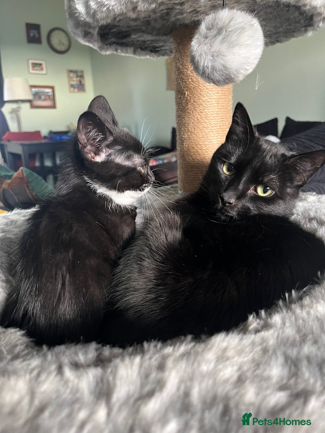 Mixed Breed cats for sale: Male kitten for rehoming.  - Image 4
