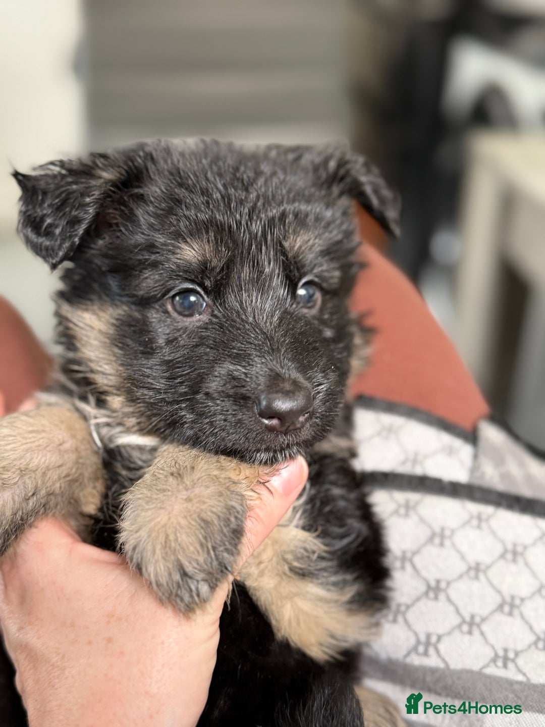German Shepherd dogs for sale: Beautiful German Shepherd puppies  - Advert 28