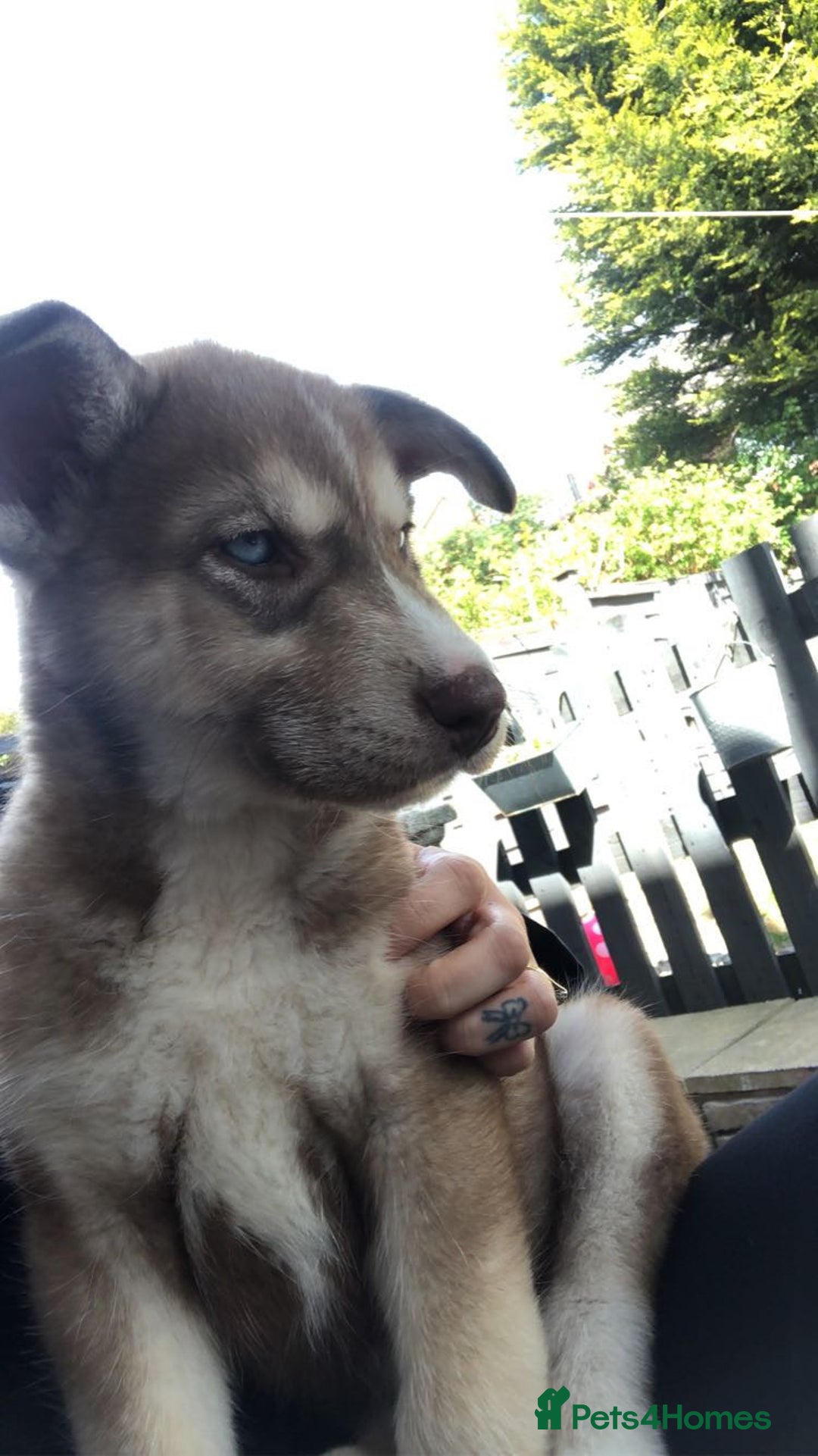 Siberian Husky dogs for sale: Siberian husky - Advert 6