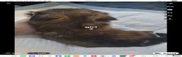 Lhasa Apso dogs for sale: Lhasa apso pups in Lanark - Advert 2