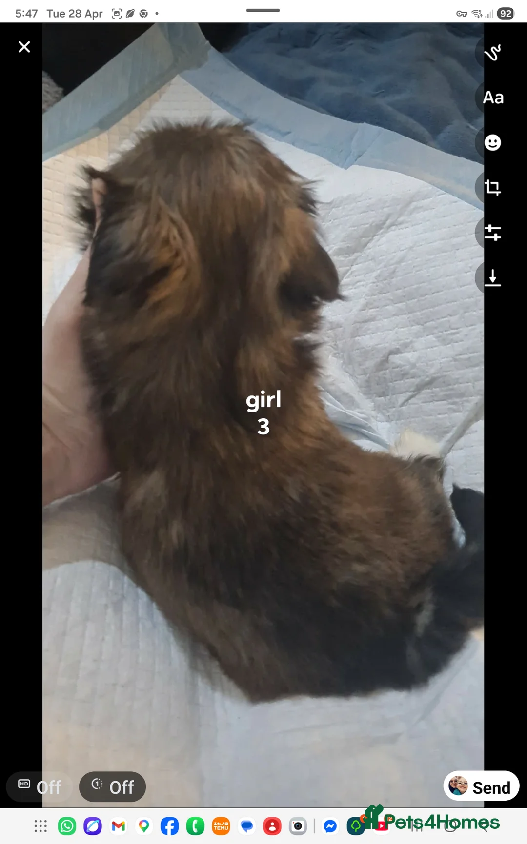 Lhasa Apso dogs for sale: Lhasa apso pups in Lanark - Advert 2