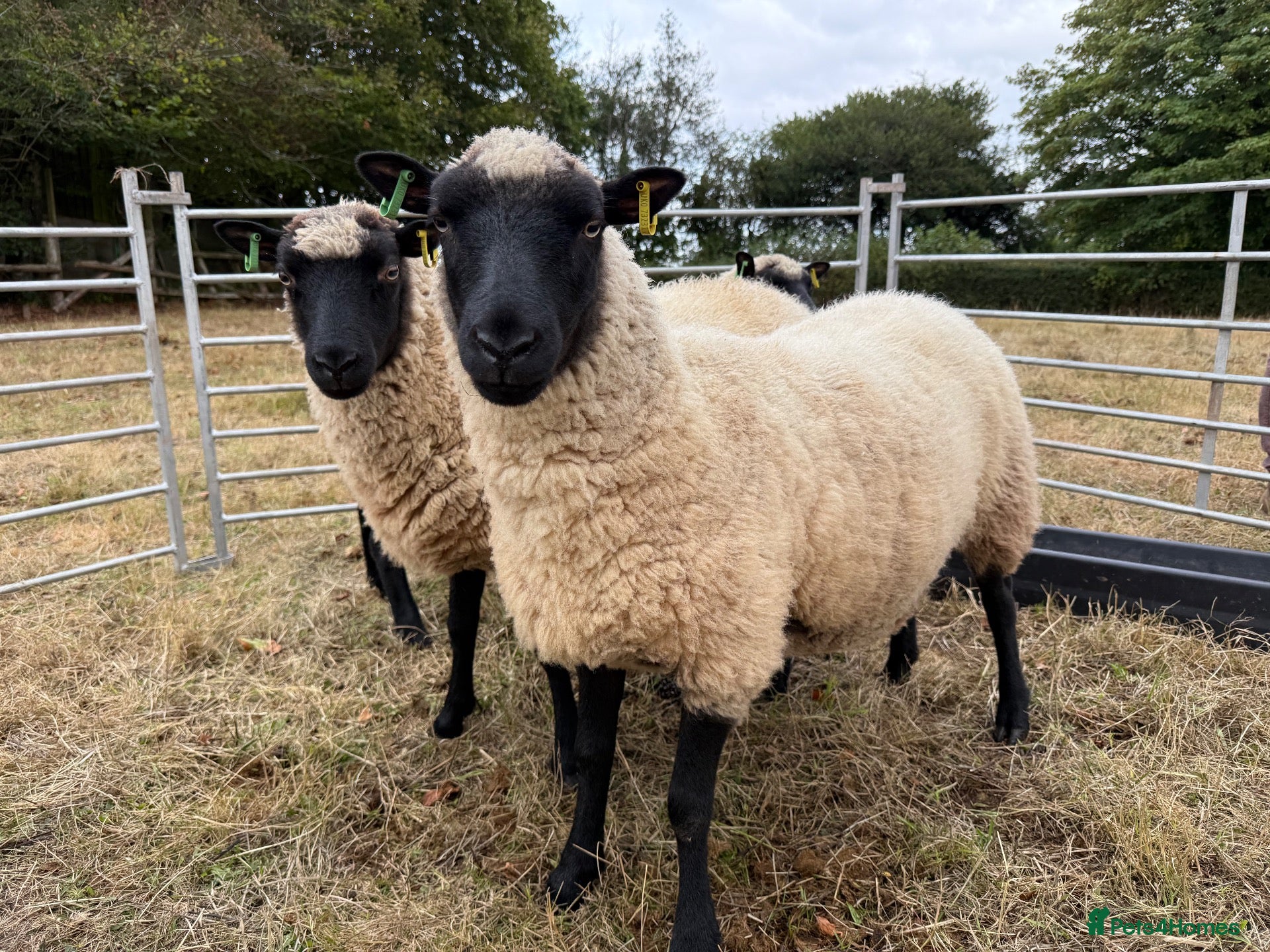Sheep livestock Pedigree Llanwenog Shearling Ewes  - Advert 2