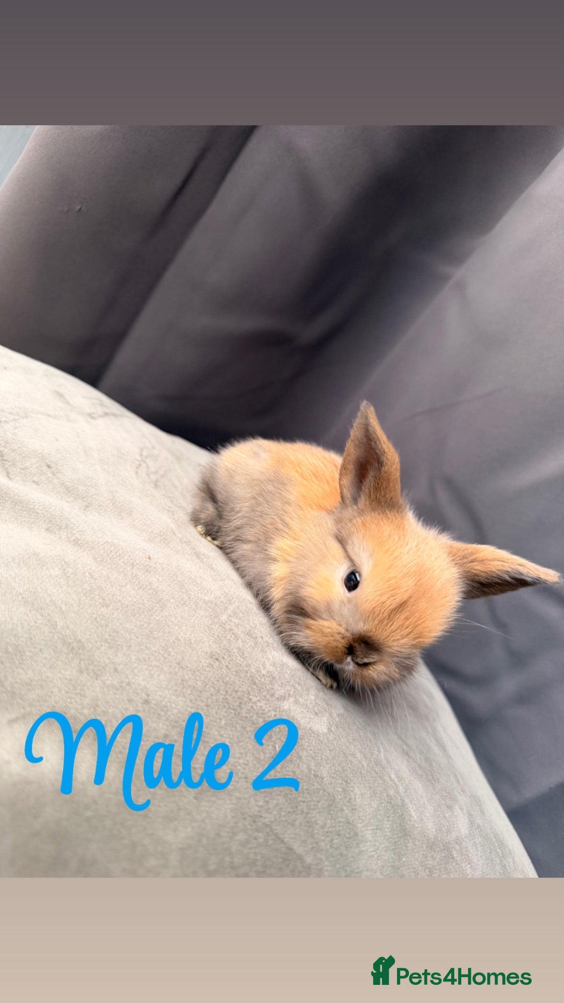 Mini Lop rabbits Mixed colour Mini lop bunnies for sale - Advert 2