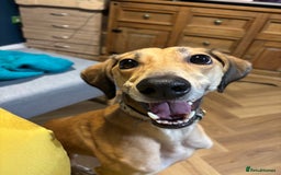 Mixed Breed dogs for sale: Beautiful saluki x greyhound for adoption - Image 12