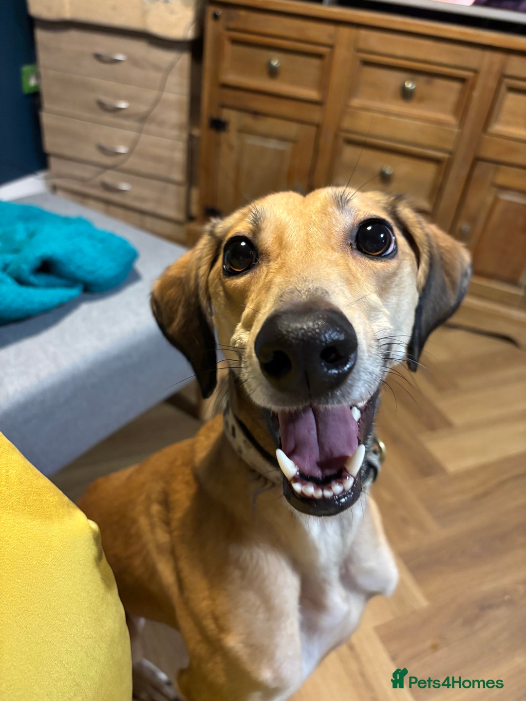 Mixed Breed dogs for sale: Beautiful saluki x greyhound for adoption - Image 12
