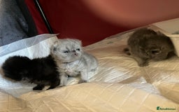 Persian cats for sale: Gccf hobby breeder - Image 1