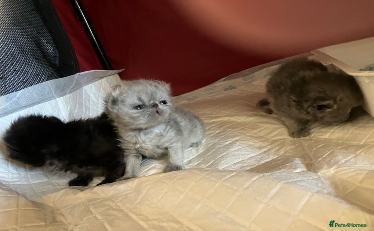 Persian cats - Advert 2