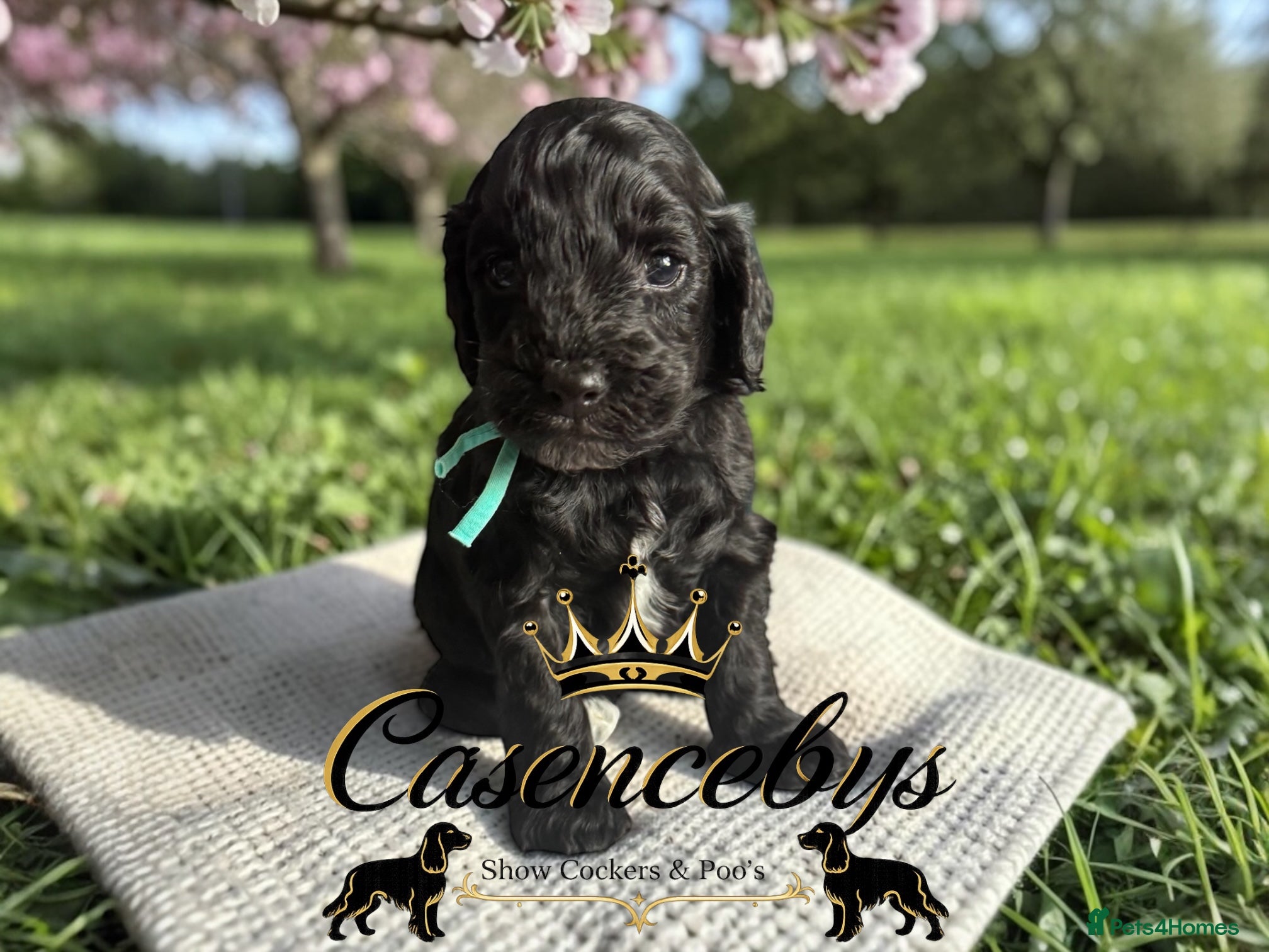 Cockapoo dogs STUNNING DNA CLEAR F1 miniature cockapoos - Advert 2