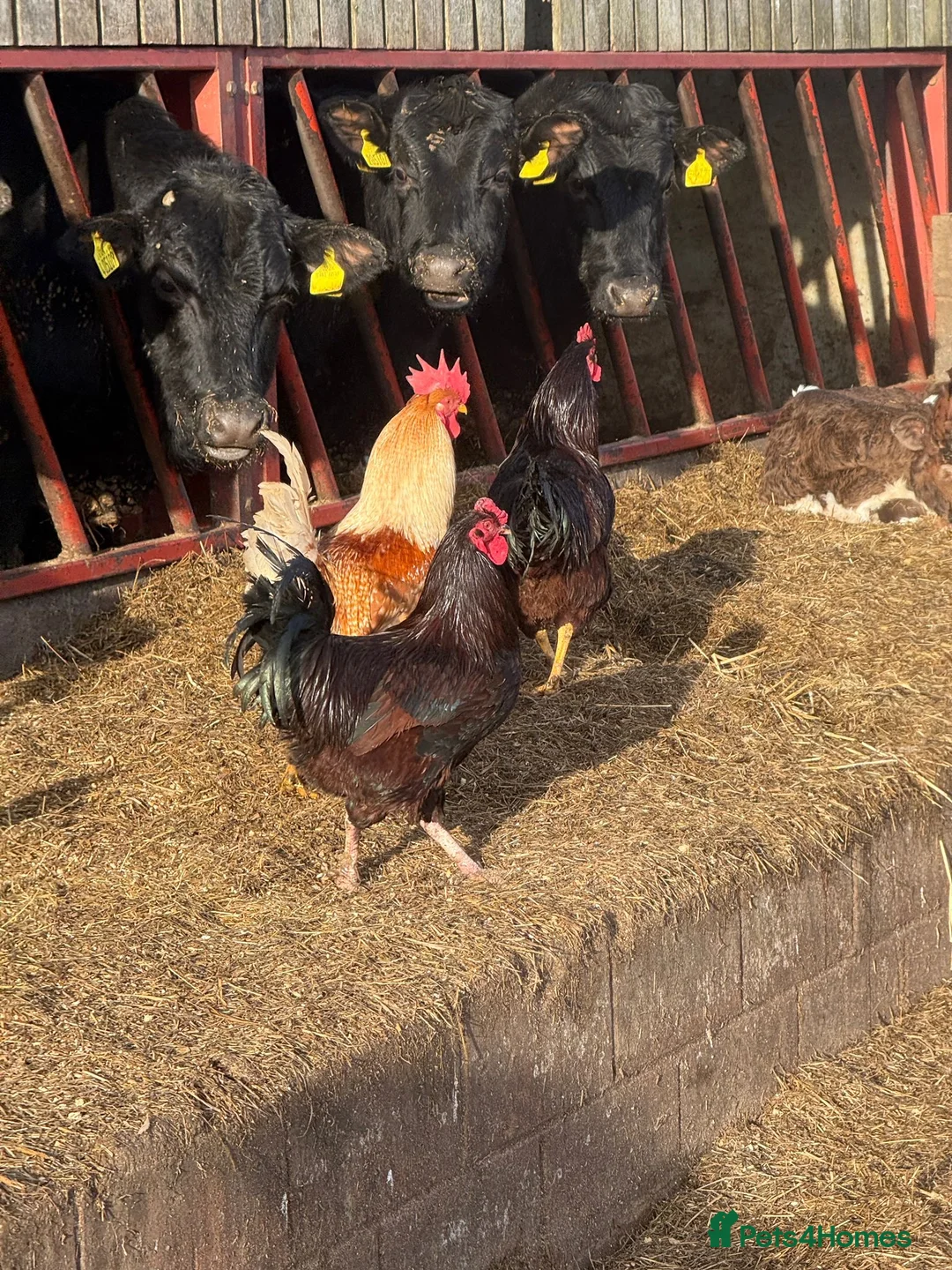 Chickens poultry for sale: Cockerels for sale  - Advert 9