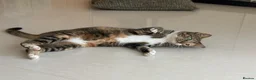 Arabian Mau cats for adoption: Mila is available for adoption  - Advert 8