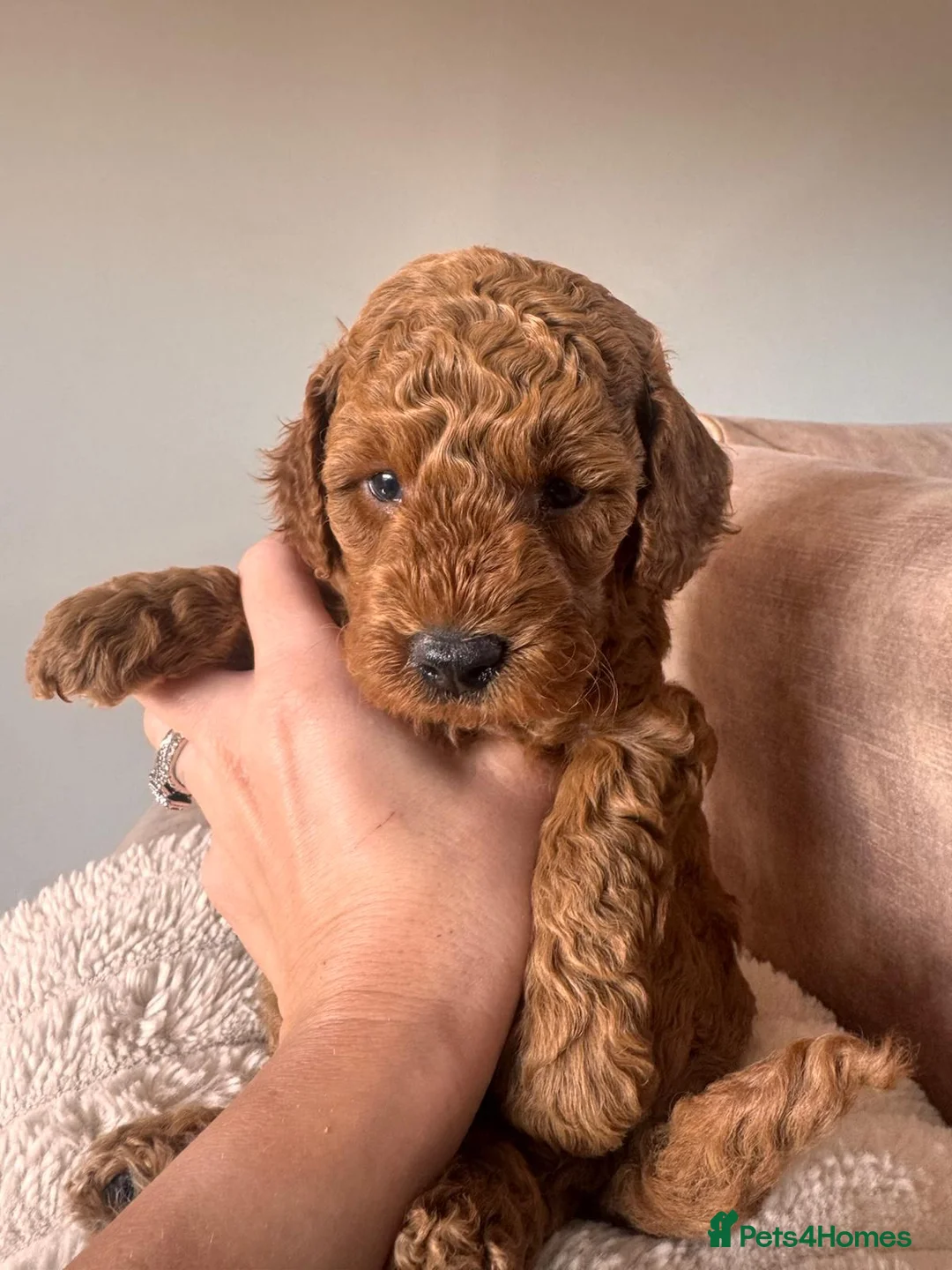 Toy Poodle dogs for sale: Beautiful Red Toy Poodles For Sale - Advert 2