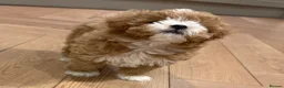 Maltipoo dogs for sale: Smallest maltipoos (read description) - Advert 24