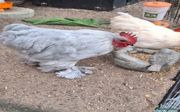 Chickens poultry for sale: Pekin Bantum Lavender Rooster - Image 4