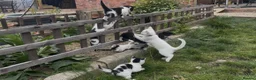 Mixed Breed cats for sale: Fluffy, Happy, Healthy Kittens! in Bungay - Advert 3
