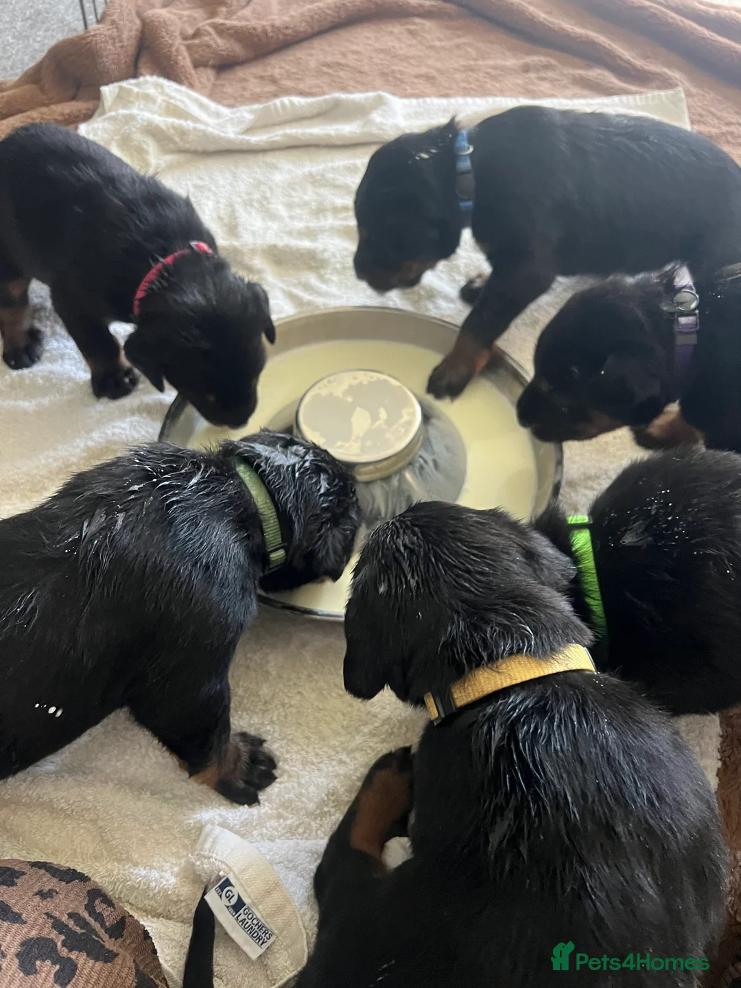 Mixed Breed dogs for sale: Adorable Doberman & Beauceron puppies for sale - Advert 6