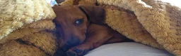 Miniature Dachshund dogs for sale: Miniture short haired dachshund  - Advert 1