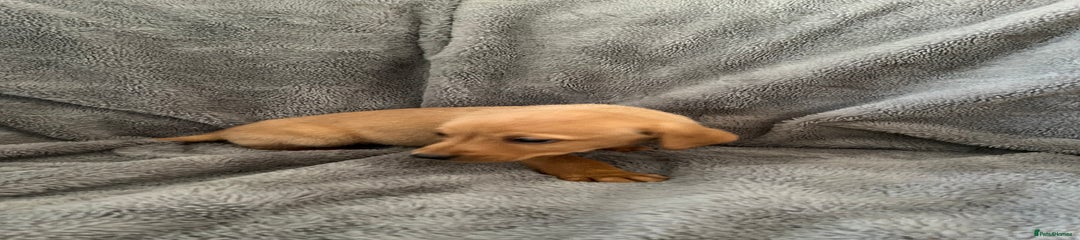 Labrador Retriever - Mr Orange