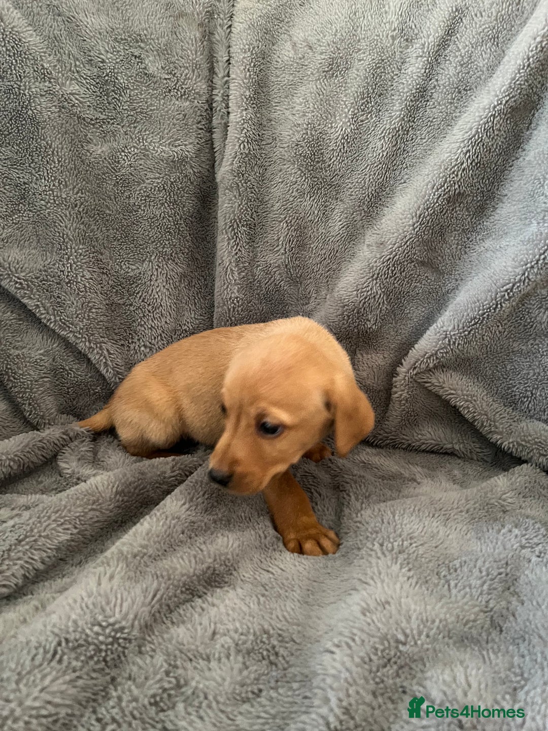 Labrador Retriever dogs for sale: READY NOW - KC Fox Red Labrador Puppies  - Image 13