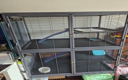 Ferret rodents for sale: Male and female ferrets and cage - Image 2