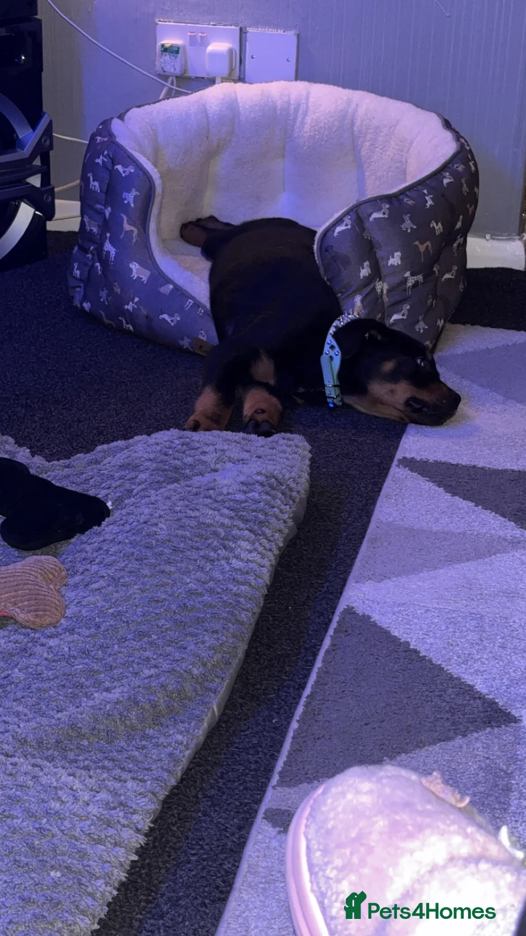 Rottweiler dogs for sale: Rottweiler puppy black and tanned  - Advert 3