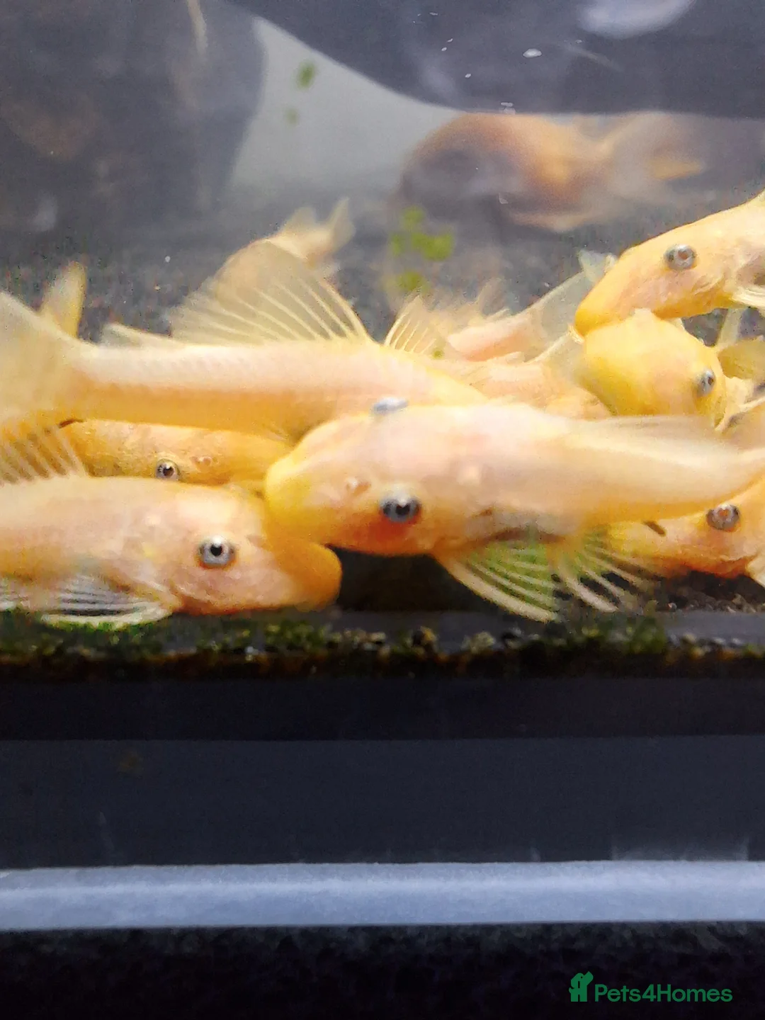 Plecos fish for sale: L144 Blue eyed lemon bristlenose pleco  - Advert 2