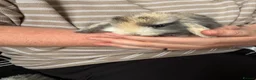 Dwarf Lop rabbits for sale: Baby kits for sale.  - Advert 18