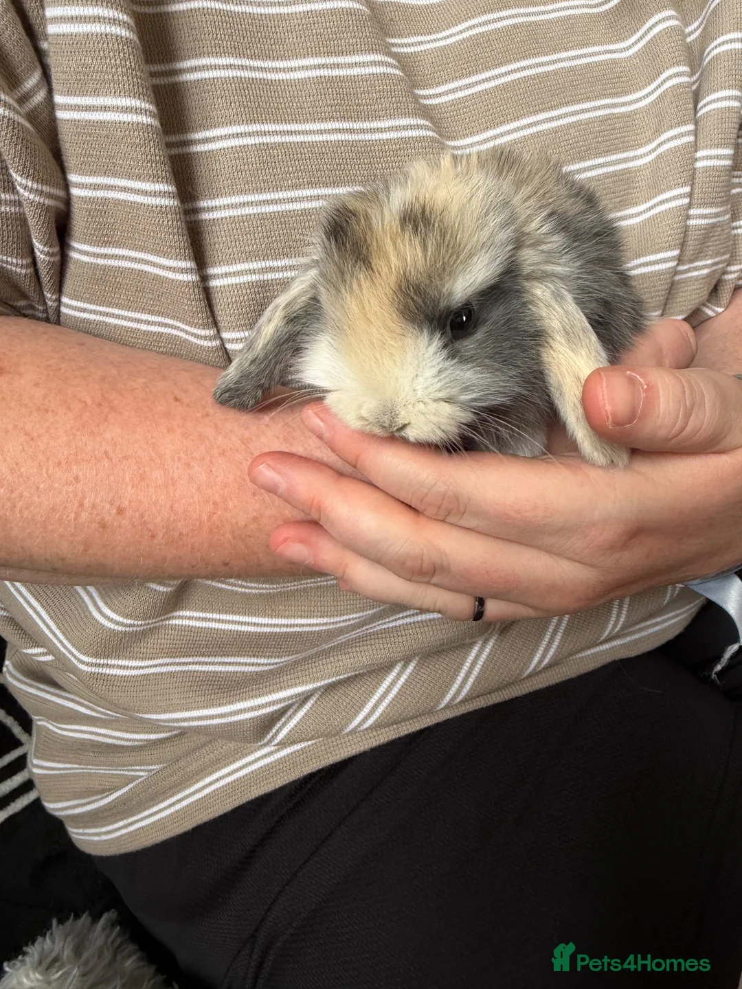 Dwarf Lop rabbits for sale: Baby kits for sale.  - Advert 18