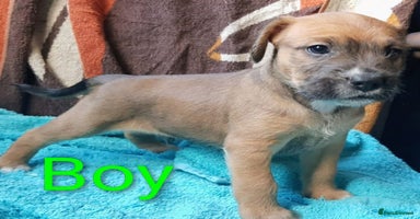 Mixed Breed dogs - Advert 5