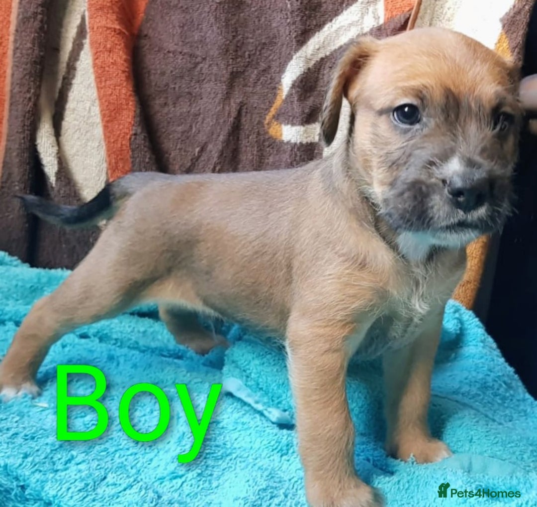 Mixed Breed dogs for sale: Adorable pups for sale - Image 2