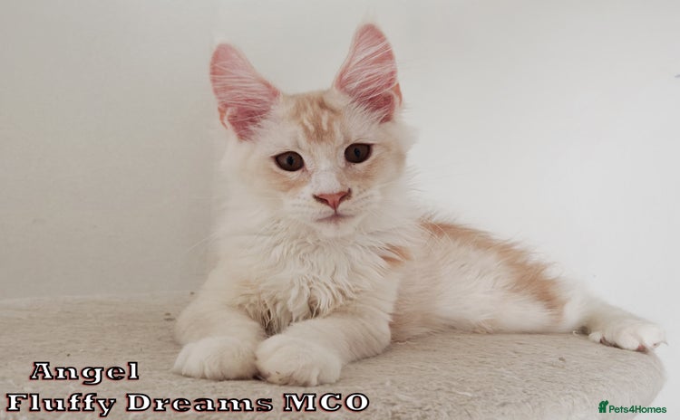 Maine Coon cats - Advert 1