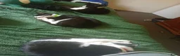 Maine Coon cats for sale: Kittens for adoption! - Advert 4