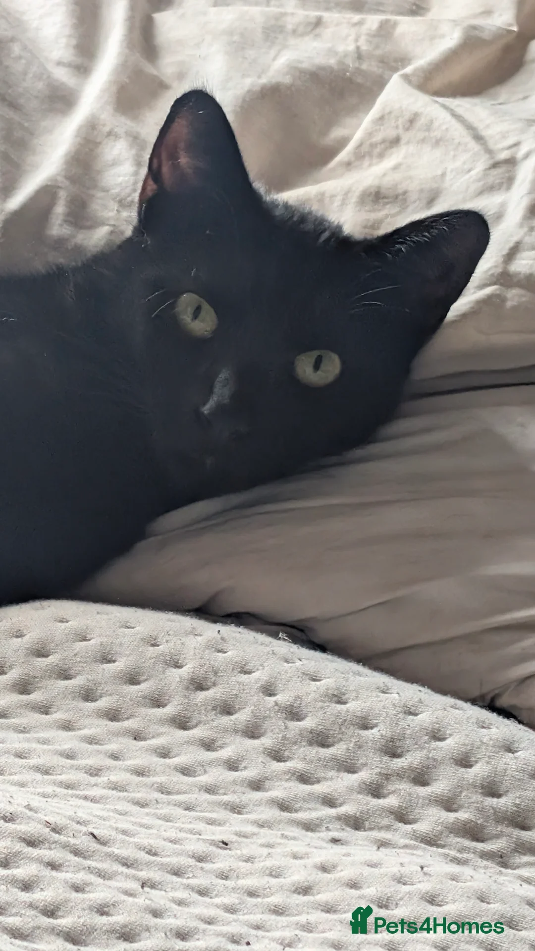 Domestic Shorthair cats for sale: 2 brothers in Ilford - Advert 2