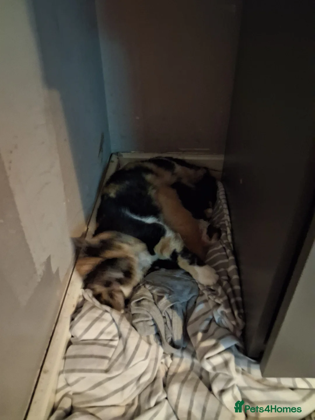 Mixed Breed cats for sale: Girl kitten - Advert 1