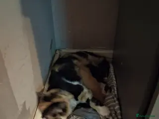 Mixed Breed cats Girl kitten - Advert 7