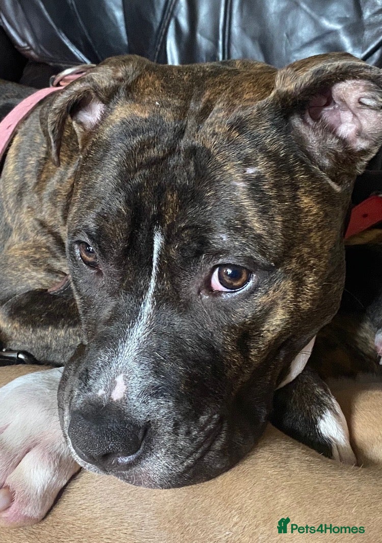 Staffordshire Bull Terrier dogs 7 staffy cross puppy’s ready for  ** !!! - Advert 18