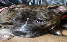 Staffordshire Bull Terrier dogs for sale: 7 staffy cross puppy’s ready for  ** !!! - Advert 1