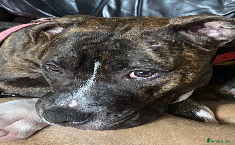 Staffordshire Bull Terrier dogs 7 staffy cross puppy’s ready for  ** !!! - Advert 13