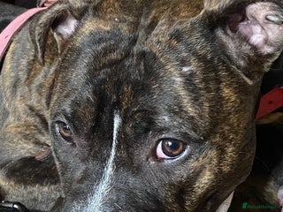 Staffordshire Bull Terrier dogs 7 staffy cross puppy’s ready for ** !!! - Advert 7